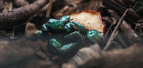 Бронзовки и жуки-носороги производят из опилок биогумус высокого качества