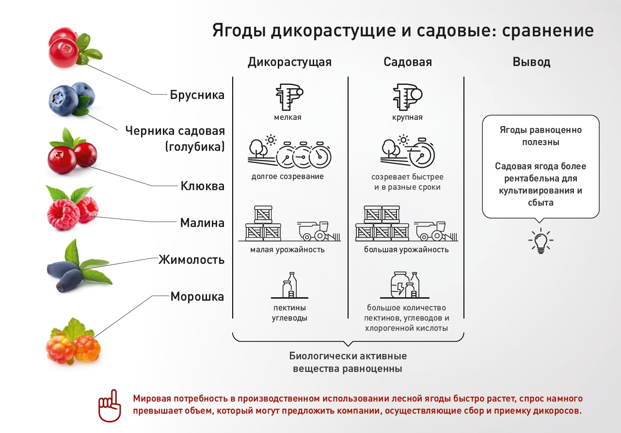 Бизнес план малины