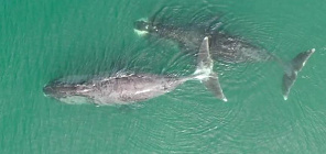 ТГУ с помощью ИИ исследует редких животных в заповедниках России  