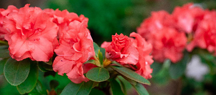 Ботсад ТГУ запатентовал 24 новых сорта цветочных и хвойных растений