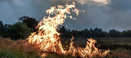 Ученые выяснили, как влияют на флору крупные и локальные луговые пожары