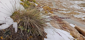 Ботаники ТГУ исследуют уникальную флору высокогорий Серединной Евразии