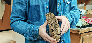 Учёный ТГУ: в зубах сибирских мамонтов нашли рекордное содержание азота