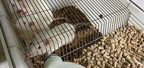 Регулярное плавание помогло крысам защитить легочные сосуды