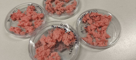 Ученые ТГУ изобрели фильтр, который ловит до 90% микропластика при стирке