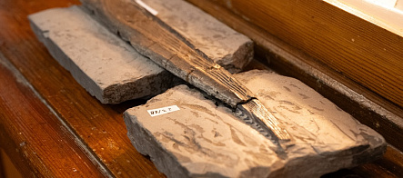 В музее ТГУ найден плавник акулы, жившей около 300 миллионов лет назад