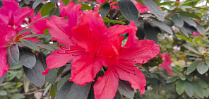 В Ботсаду ТГУ зацвела одна из крупнейших в России коллекция азалий